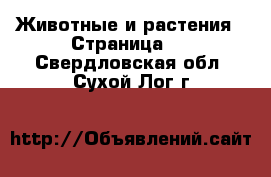  Животные и растения - Страница 3 . Свердловская обл.,Сухой Лог г.